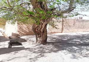 طرح درختداری در تفت اجرا می&zwnj;شود