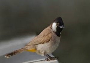 کشف بیش از ۱۴۰ قطعه پرنده زینتی در پایانه مرزی شلمچه
