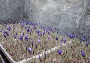 کارگاه آموزش کشت زعفران به روش گلخانه‌ای در مهاباد برگزار شد