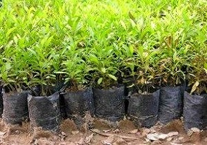 توزیع نهال رایگان در مصلی ارومیه