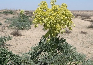سود کلان آنغوزه طبس در جیب بازارهای جهانی