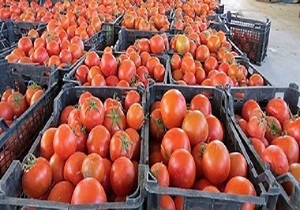 کشف بیش از ۱۷ تن گوجه فرنگی قاچاق