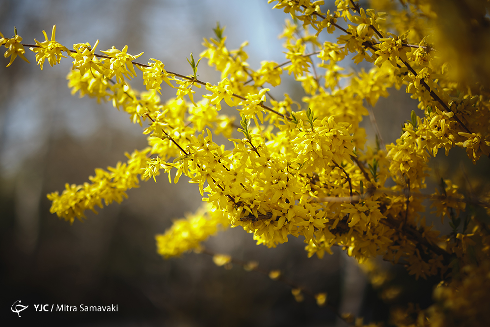 حافظ برای بهار چه اشعاری سروده است؟