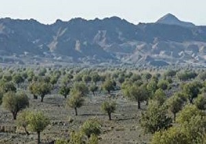 ثبت جنگل بنه استند در فهرست آثار طبیعی- ملی