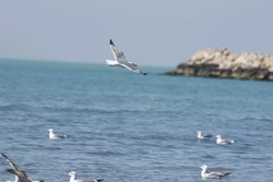 لحظه زیبای پرواز پرندگان مهاجر در سواحل خلیج فارس + تصاویر