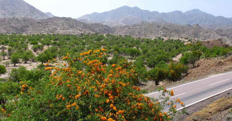جذب همیاران طبیعت افتخاری در رفسنجان