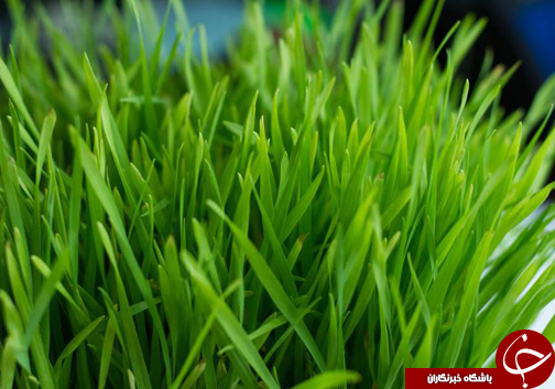 گلستانی ها خود را برای نوروز آماده می&zwnj;کنند/ پیشواز گرگانی ها از سال نو