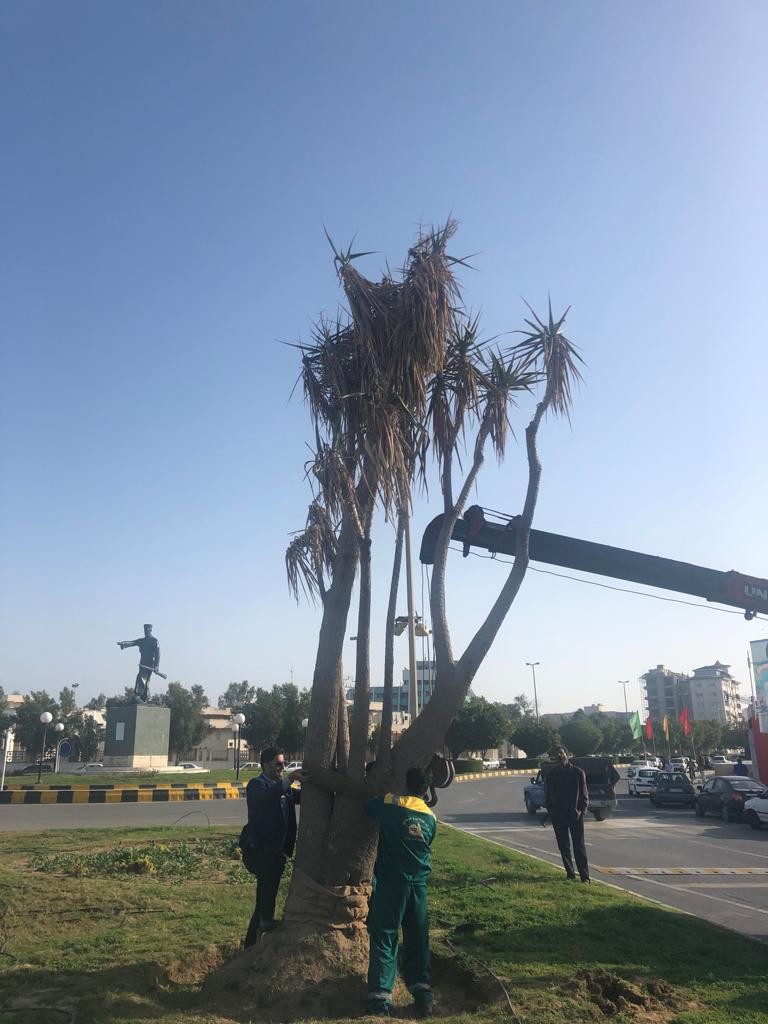 درختی که نبودش خبرساز شد