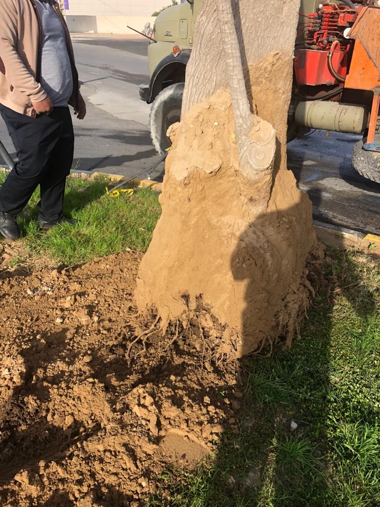 درختی که نبودش خبرساز شد
