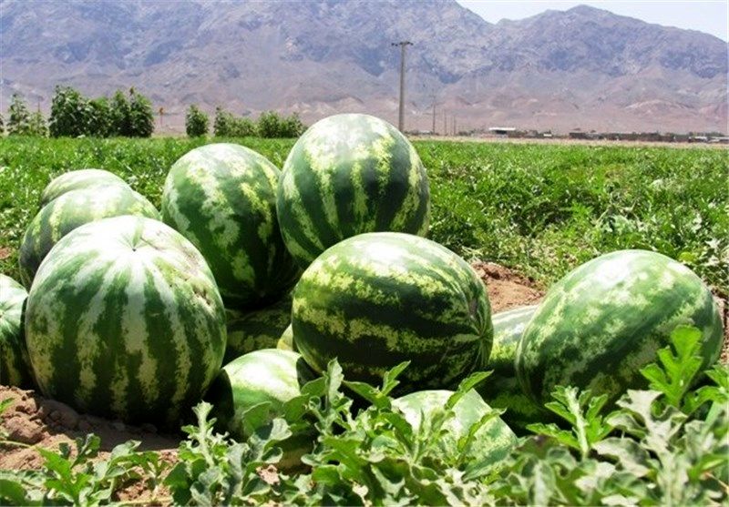 ۱۸ هزار تن هنداونه از کنارک به خارج کشور صادر شد
