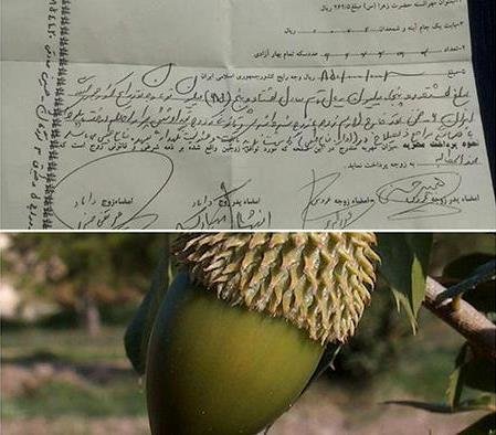 مهریه عجیب عروس لردگانی + تصویر مهریه عجیب عروس لردگانی + تصویر