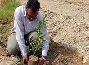 ۵ هزار اصله نهال در کاشان توزیع می‌شود