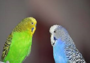 کشف ۱۵۰ قطعه پرنده زینتی توسط مرزبانان