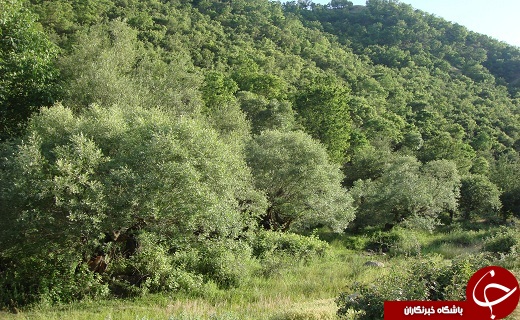 شهر مرزی پیرانشهر با طبیعت بکر و کم نظیر در انتظار گردشگران نوروزی