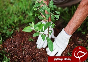 کاشت ۲۰۰ هکتار درخت مثمر در بام خرم آباد