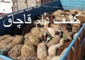 کشف ۱۳۰ راس دام قاچاق در فامنین