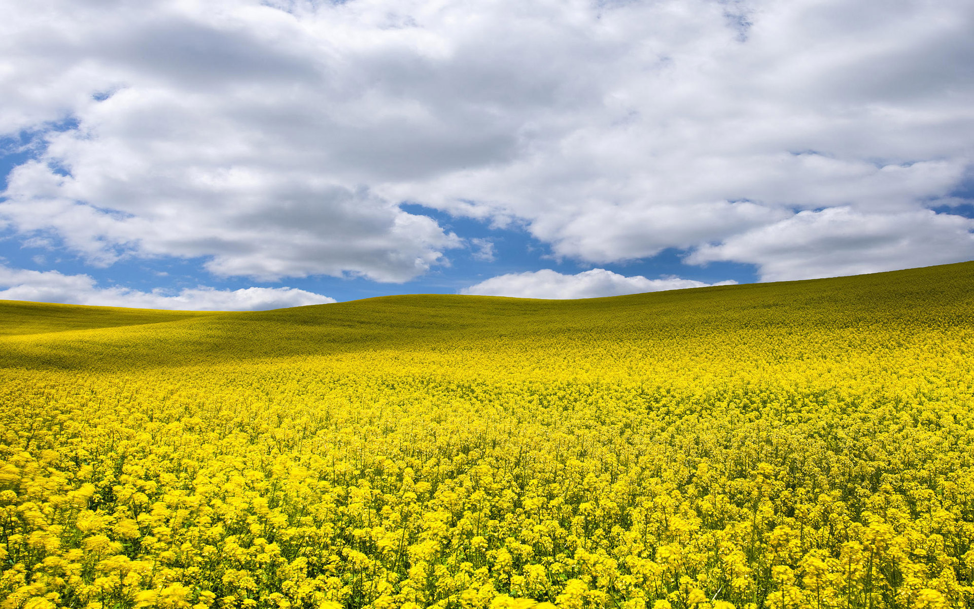استان ایلام در جایگاه چهارم سطح زیرکشت کلزای کشور