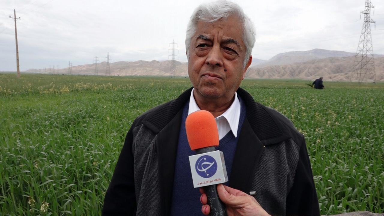 استان ایلام در جایگاه چهارم سطح زیرکشت کلزای کشور