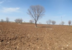 تراژدی غم انگیز مرگ بلوط های زاگرس / از تبر بی رحمانه سوسک بلوط خوار تا تجارت سیاه سودجویان تراژدی غم انگیز مرگ بلوط های زاگرس / از تبر بی رحمانه سوسک بلوط خوار تا تجارت سیاه سودجویان
