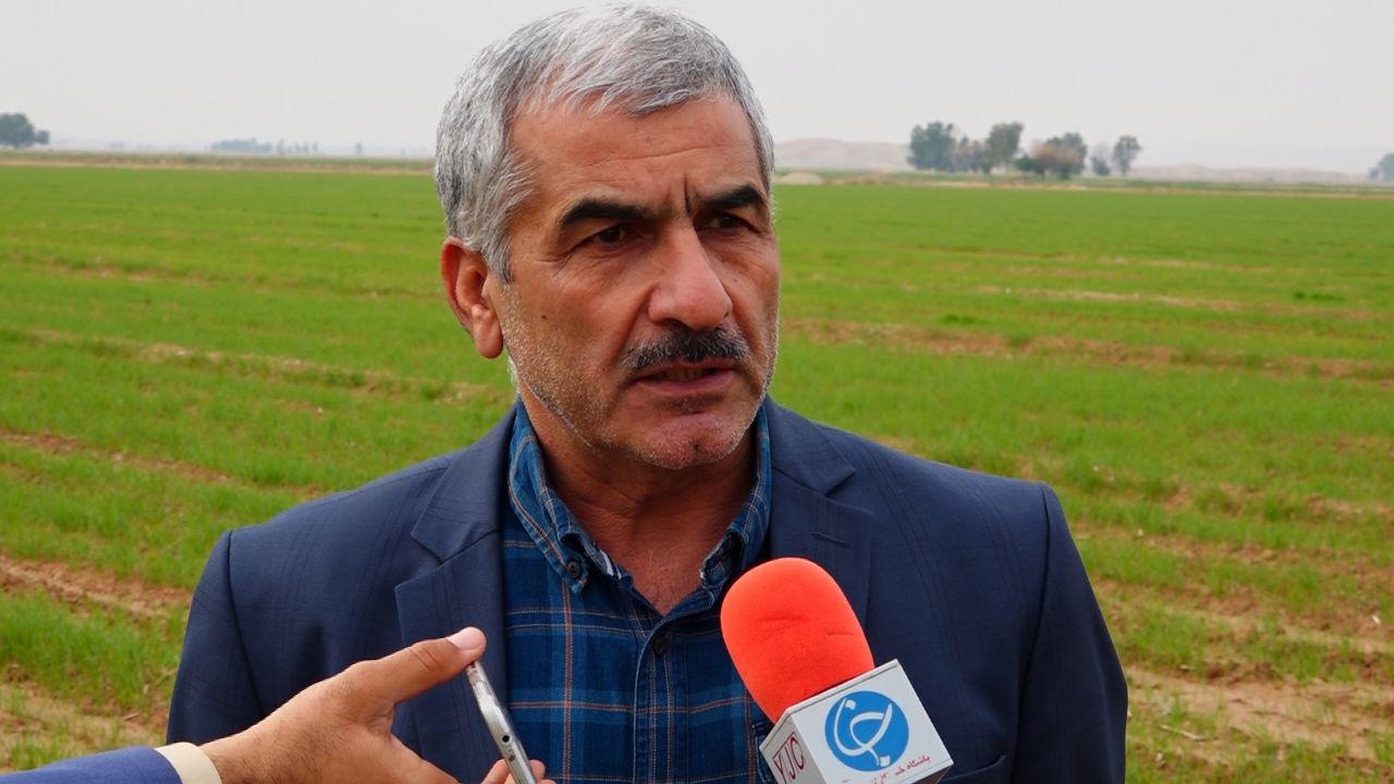 استان ایلام در جایگاه چهارم سطح زیرکشت کلزای کشور