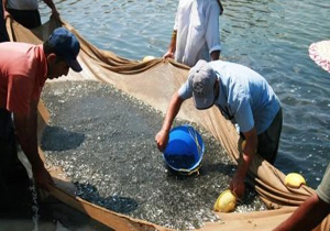 کاهش گردش اقتصادی فعالیت‌های شیلاتی در سال گذشته به دلیل تخریب مناطق تخم ریزی ماهیان