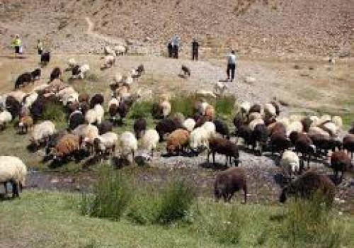 دارایی دامداران در چنگال گرگ ها/نمک پاشی معدنی ها بر زخم چوپانان