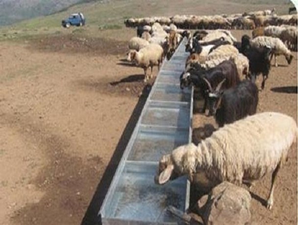 دارایی دامداران در چنگال گرگ ها/نمک پاشی معدنی ها بر زخم چوپانان