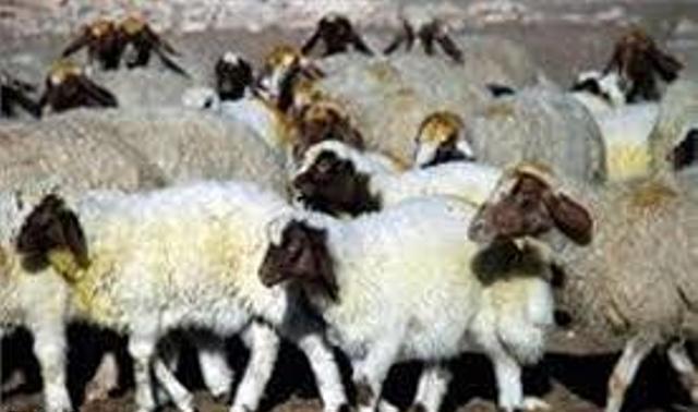 کشف ۴۰ راس گوسفند قاچاق درشازند