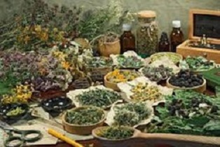 توسعه کشت گیاهان دارویی باعث ایجاد اشتغال پایدار می‌شود