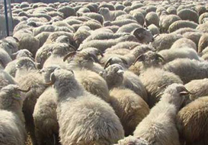 کشف دام قاچاق در داراب