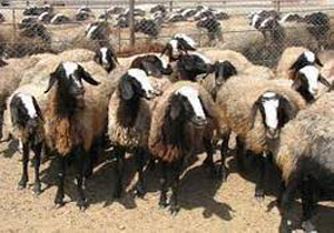 کشف دام قاچاق در رستم