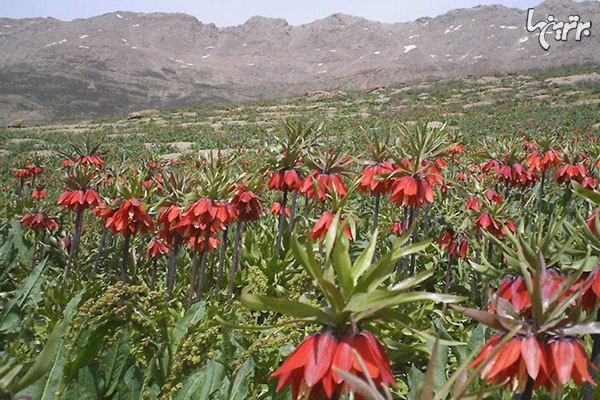 گشت و گذاری در سرزمین آبشارهای خروشان + تصاویر گشت و گذاری در سرزمین آبشارهای خروشان + تصاویر