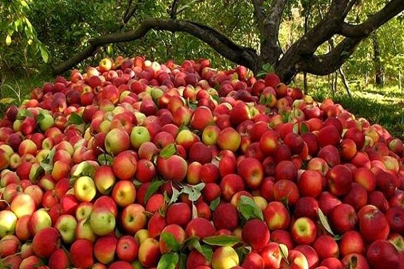 آذربایجان غربی، تامین کننده سیب عید ۱۰ استان + فیلم