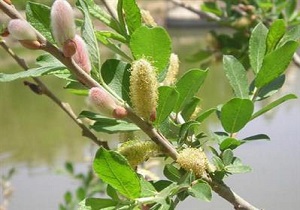 بیدمشک ارومیه در سال ۹۱ به ثبت ملی رسیده است