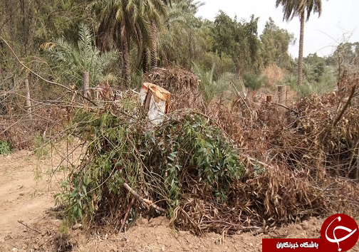 قطع درختان
