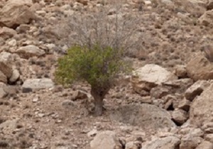 جاذبه‌ای دیدنی با وسعت بیش از ۲۷ هزار هکتار