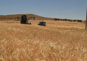 پیش بینی برداشت ۹۵۰ هزارتن گندم در آذربایجان شرقی