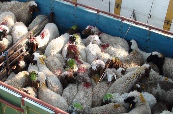 کشف ۱۲۳ راس دام فاقد مجوز در بجنورد