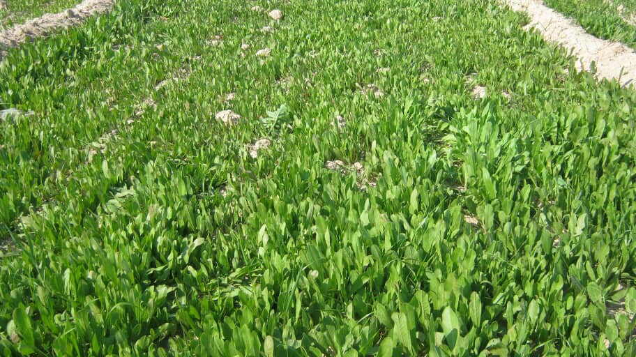 کشت گیاه دارویی کاسنی برای اولین بار در جنوب کرمان