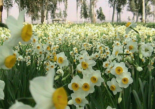بهبهان، پلی برای سفر به تاریخ و تمدن ۶ هزار ساله