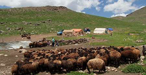 برای حفظ مراتع گلستان ورود دام ها مدیریت شود