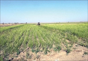 لزوم اجرای فاز دوم طرح ۵۵۰ هزار هکتاری در شهر‌های شمالی