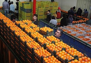 آغاز توزیع میوه شب عید از فردا