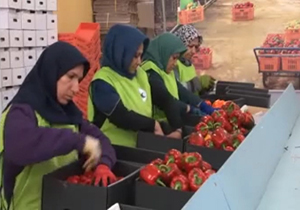 درگیری پدر با قاتل دخترش در وسط دادگاه/ جابجایی آسان کانتینرها با کمک لیفتراک/ پنل خورشیدی سیار برای شارژ کردن تلفن همراه/ فلفل های صادراتی شهرستان تیران و کرون + فیلم