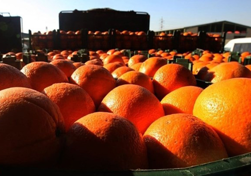 توزیع میوه شب عید  با قیمت دولتی از فردا در گلستان