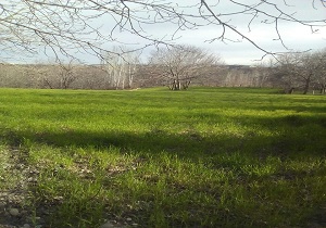 نمایی از طبیعت بهاری در صالح‌آباد + تصاویر