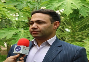 ۴۲ تن میوه تنظیم بازار در خاتم توزیع شد