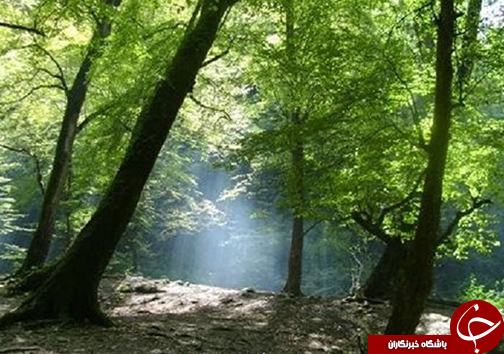 بندرگز شهرستانی با ساحل زیبای خزر و جنگل&zwnj;های انبوه