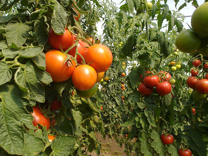 بهره‌برداری و اجرای ۴۵۱ طرح کشاورزی در استان بوشهر آغاز می‌شود