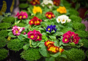 افتتاح کتابخانه تخصصی علوم باغبانی و فضای سبز در قم